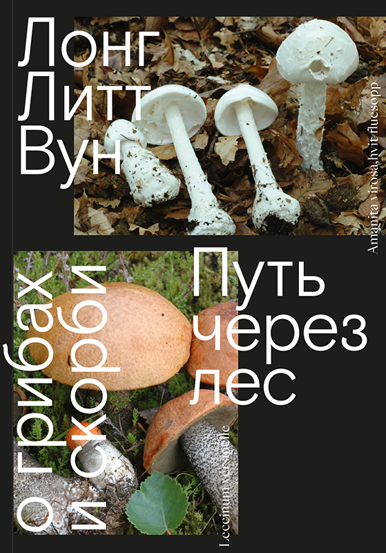 К чему снятся большие грибы: значение и толкование сновидения